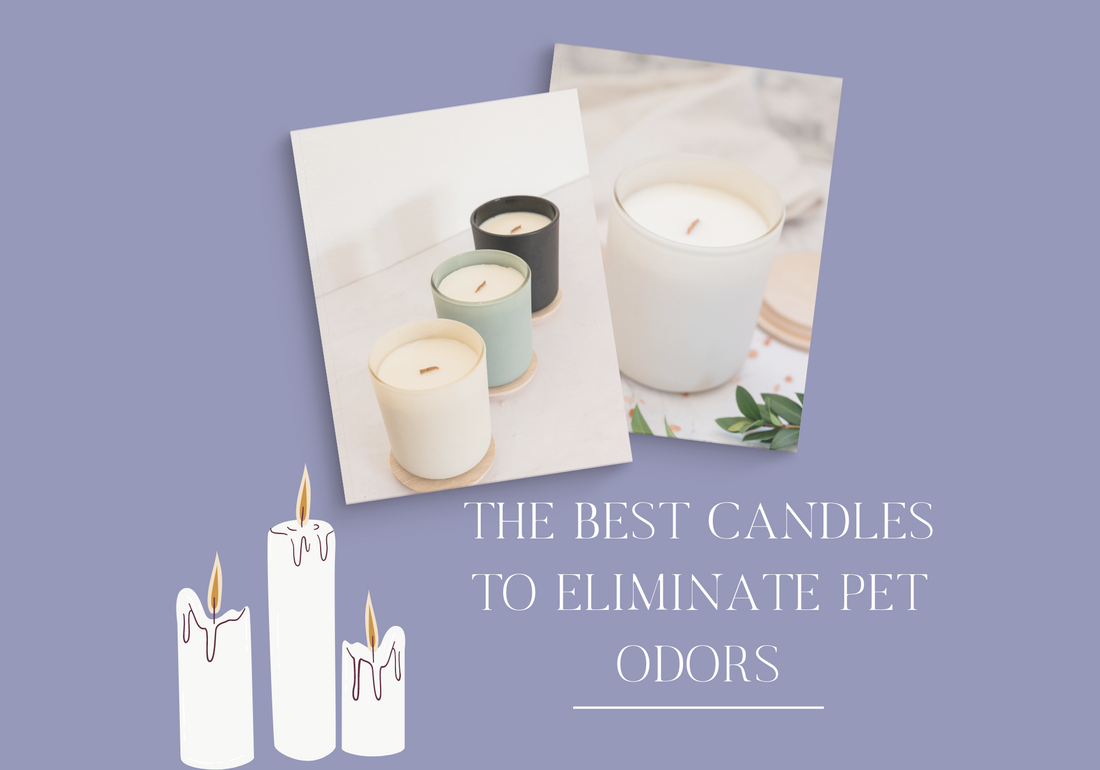 Candles for pet odors